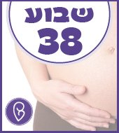שבוע 38 להריון שבוע 38 להריון
