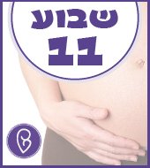 שבוע 11 להריון שבוע 11 להריון