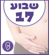 שבוע 17 להריון שבוע 17 להריון