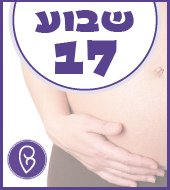 שבוע 17 להריון