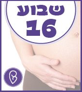 שבוע 16 להריון שבוע 16 להריון