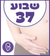 שבוע 37 להריון