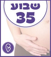 שבוע 35 להריון שבוע 35 להריון