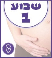 שבוע 1 להריון שבוע 1 להריון