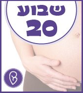 שבוע 20 להריון