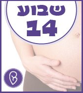 שבוע 14 להריון שבוע 14 להריון