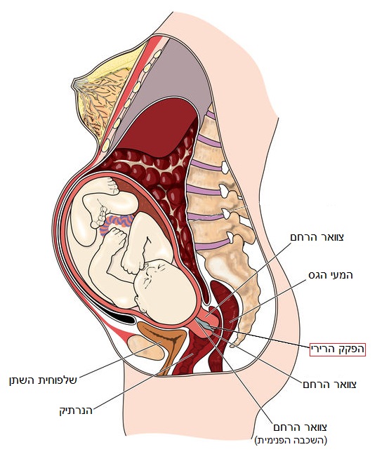 הפקק הרירי