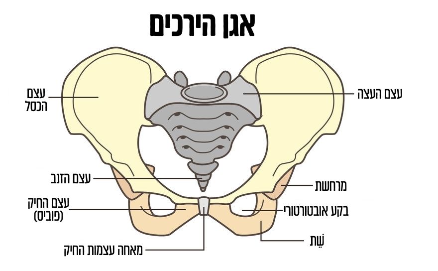 כאבים במפשעה בהריון