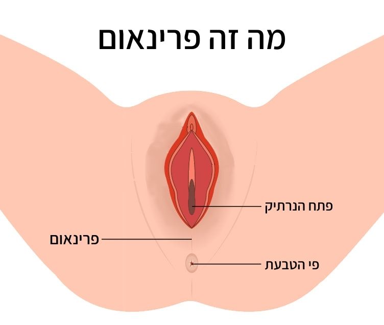 פרינאום