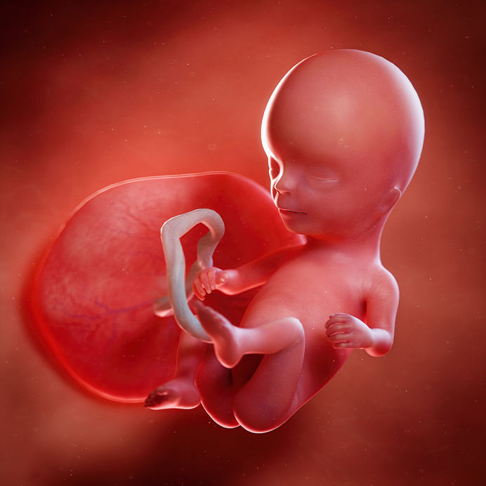 horsepower flask dizzy שבוע 14 להריון - איך מתפתח העובר ומה השינויים בגופך? - תינוק ישראלי