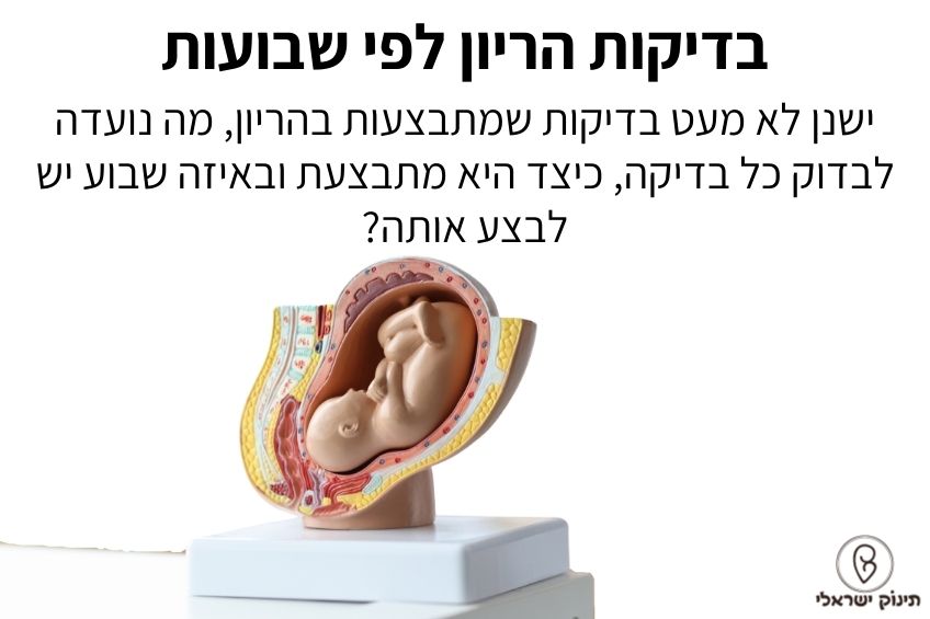 בדיקות הריון לפי שבועות