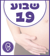 שבוע 19 להריון